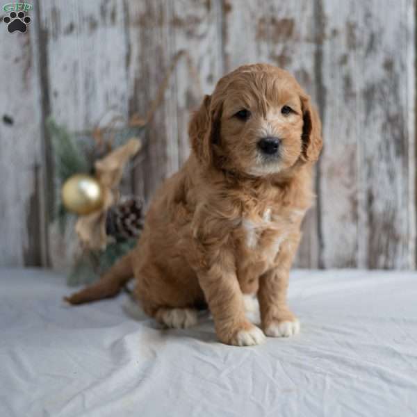 Gerald, Mini Goldendoodle Puppy